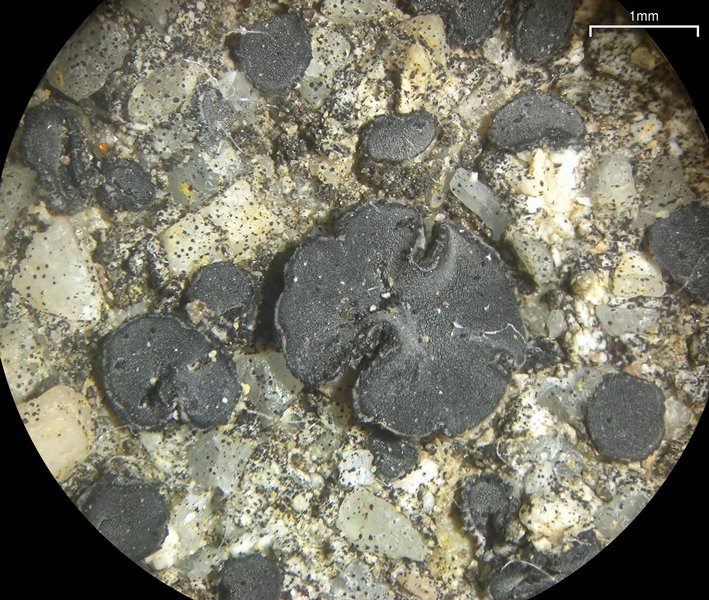 Lecidea laboriosa