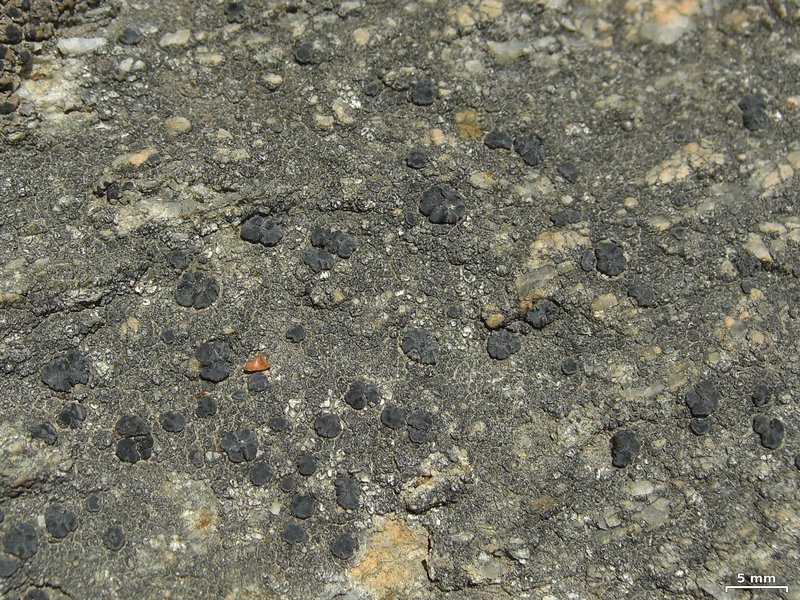 Lecidea laboriosa