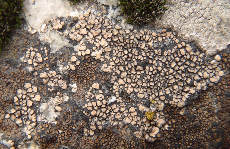 Lecidea mannii
