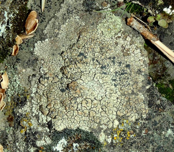 Lecidea mannii