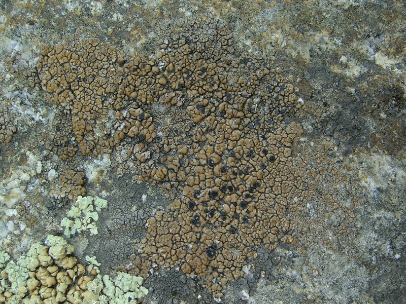 Lecidea mannii