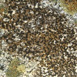 Lecidea mannii