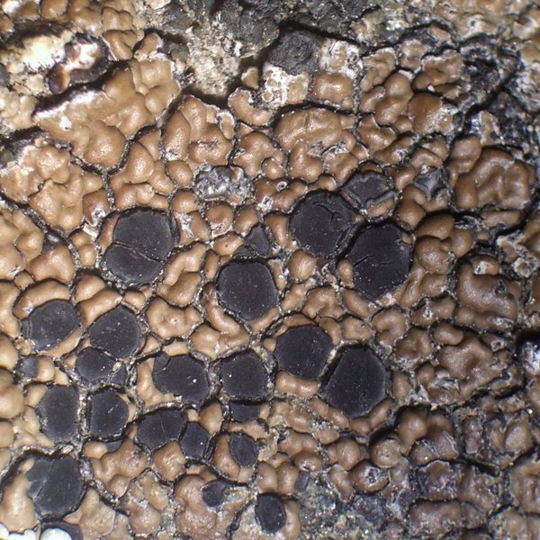 Lecidea mannii