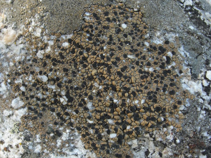 Lecidea mannii