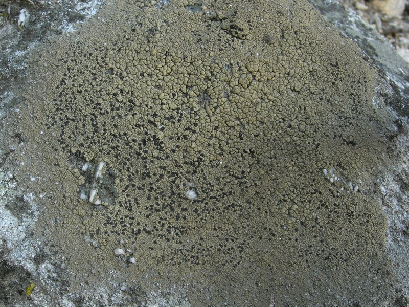 Lecidea mannii