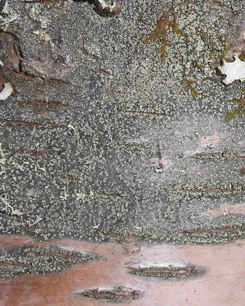 Lecidea nylanderi