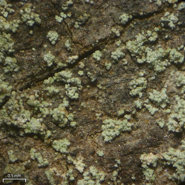 Lecidea nylanderi