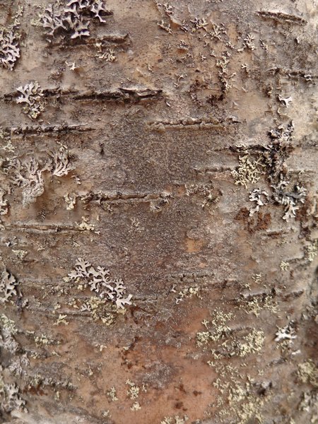 Lecidea nylanderi