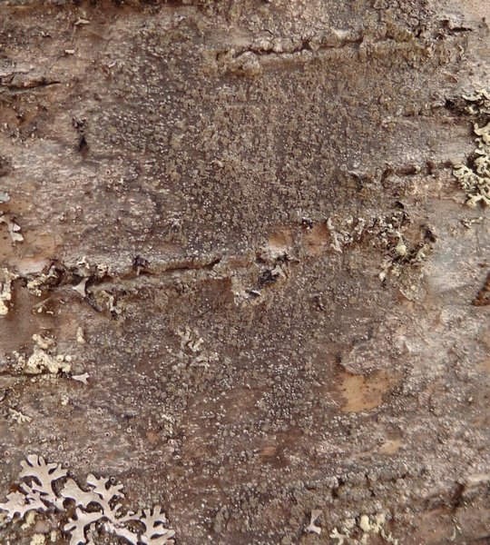 Lecidea nylanderi