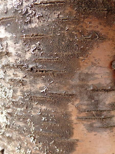 Lecidea nylanderi