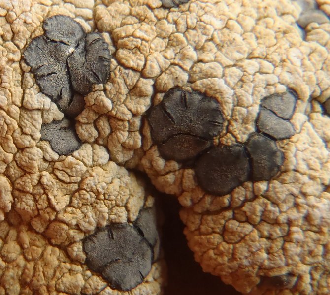 Lecidea percrassata