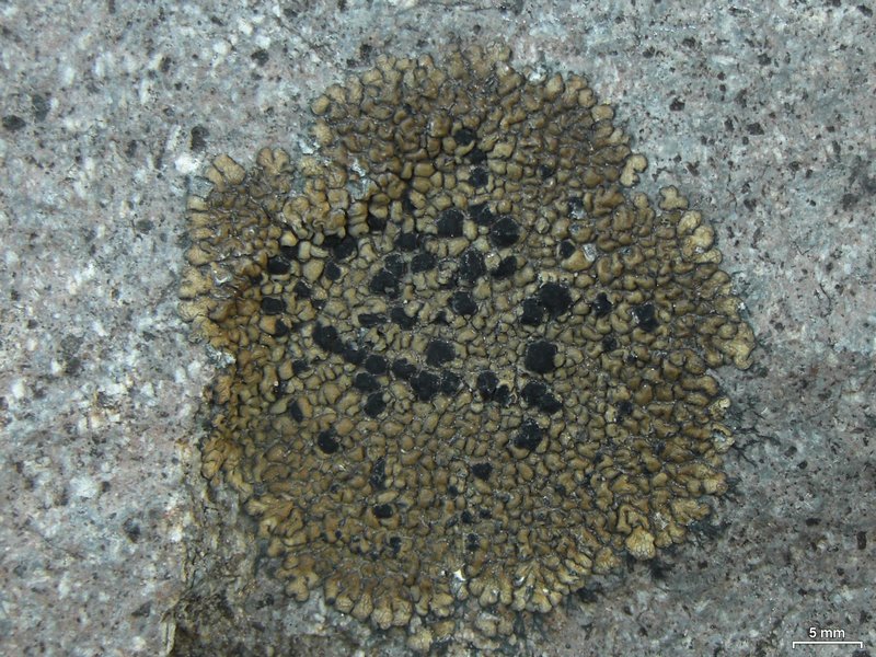 Lecidea perlatolica