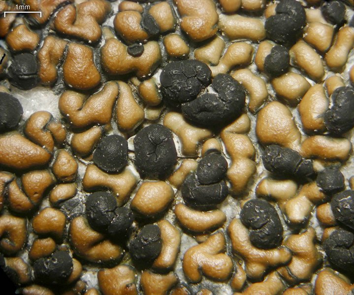 Lecidea perlatolica