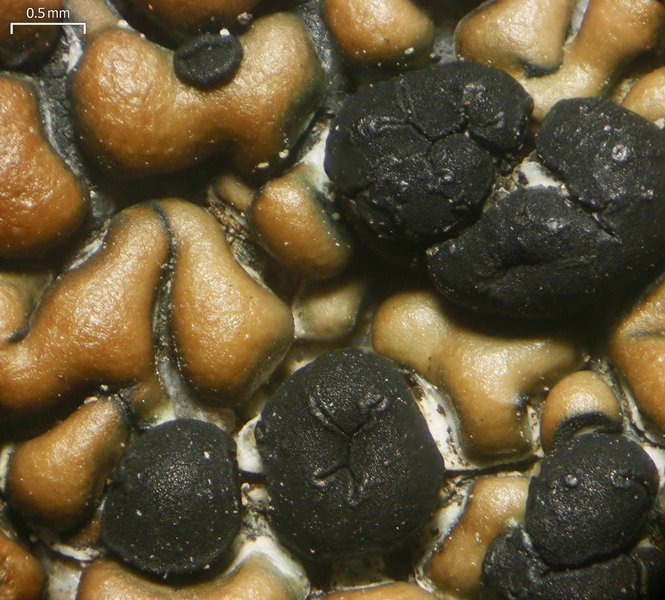 Lecidea perlatolica