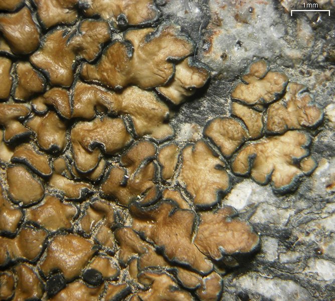 Lecidea perlatolica
