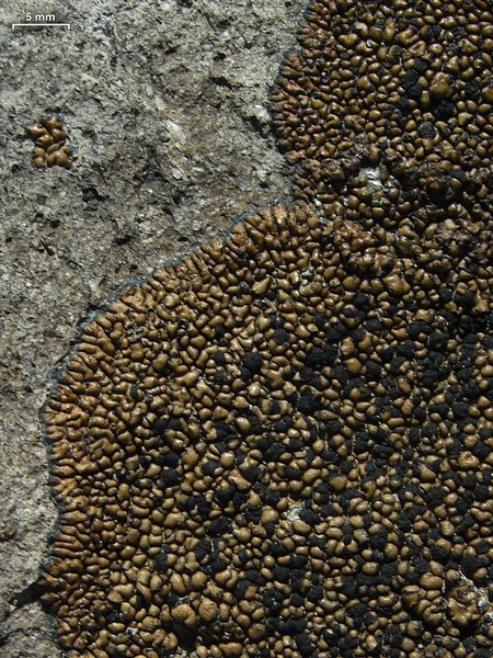 Lecidea perlatolica