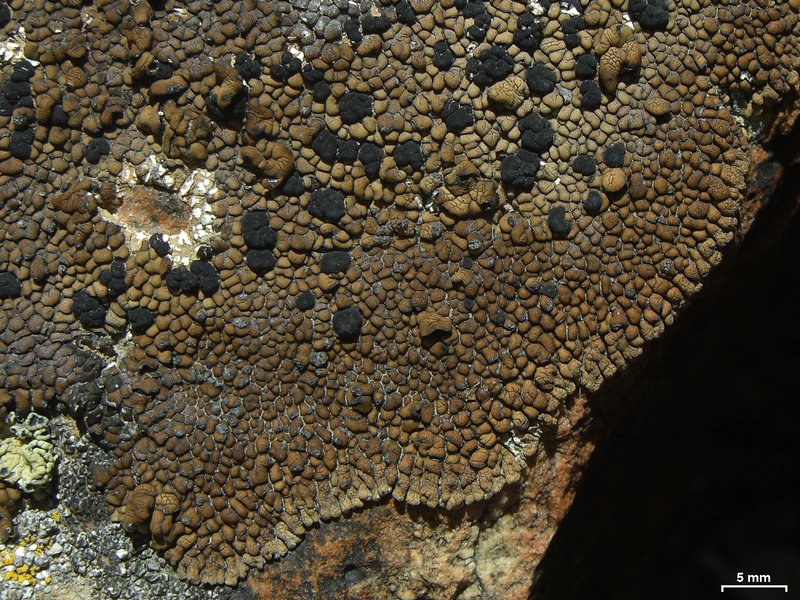 Lecidea perlatolica