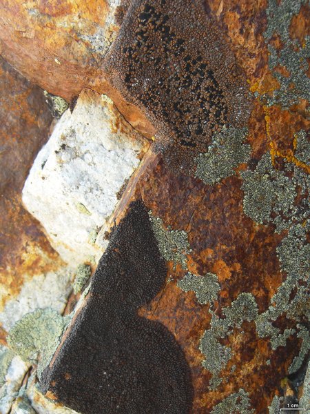 Lecidea perlatolica