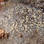 Lecidea pullata