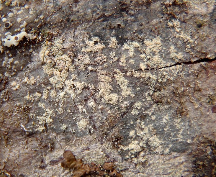 Lecidea pullata