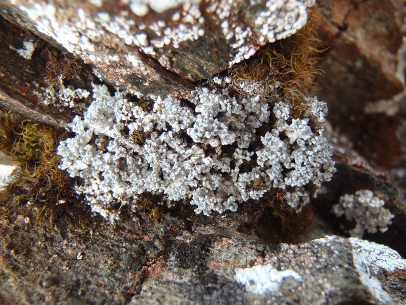 Lecidea ramulosa