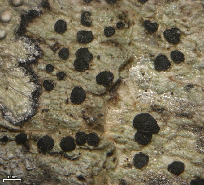 Lecidea roseotincta