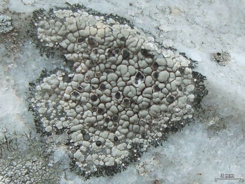 Lecidea syncarpa