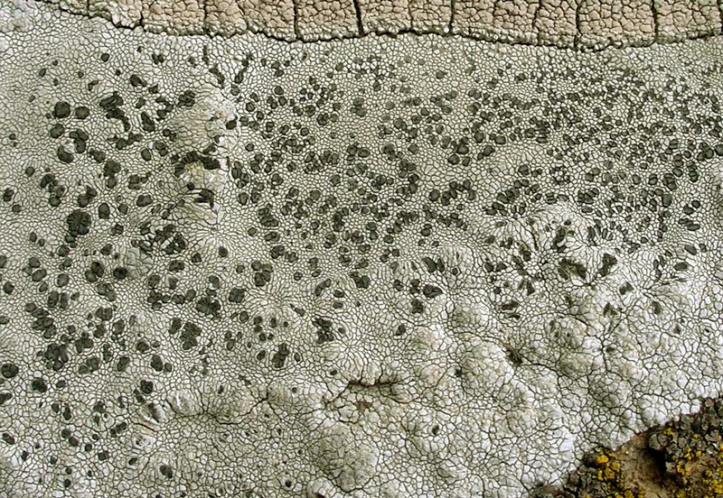 Lecidea tessellata