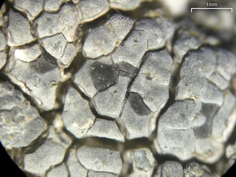 Lecidea tessellata