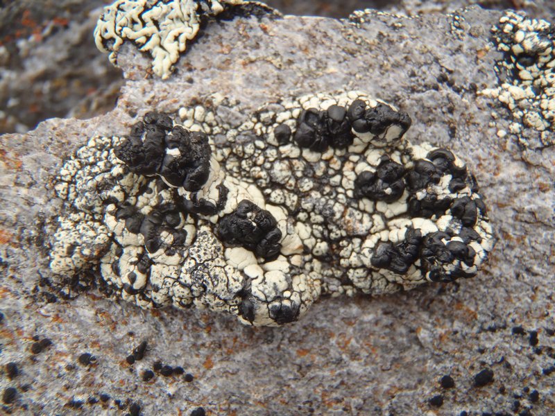 Lecidea theodori