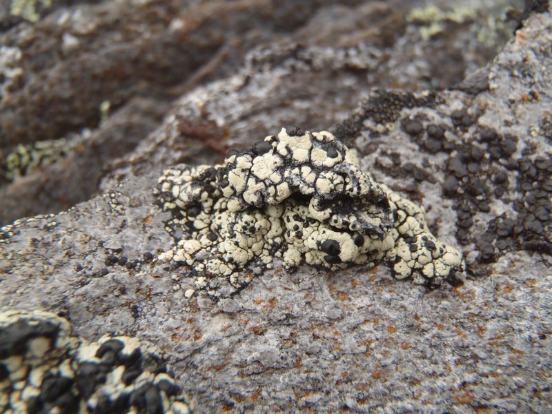 Lecidea theodori