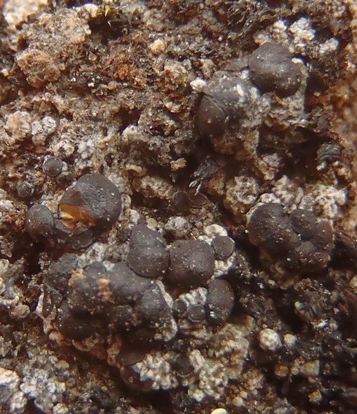 Lecidea turficola