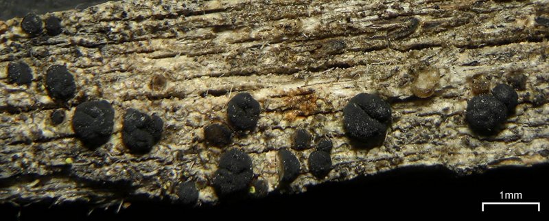 Lecidea turgidula