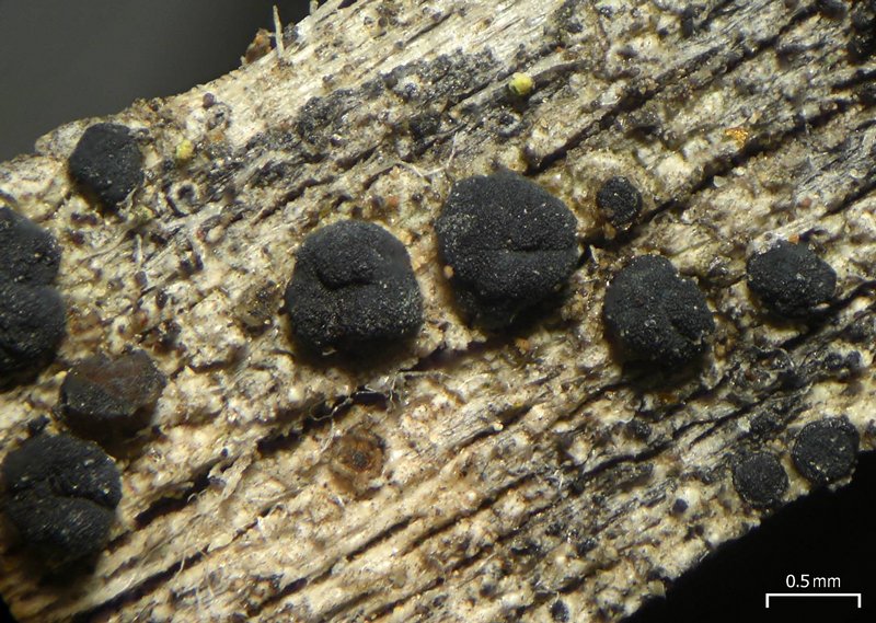 Lecidea turgidula