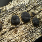 Lecidea turgidula
