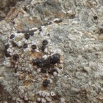 Lecidella anomaloides