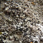 Lecidella asema