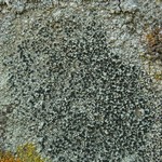 Lecidella asema