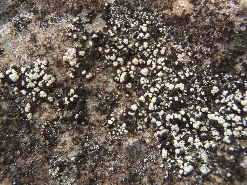 Lecidella asema