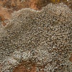 Lecidella carpathica