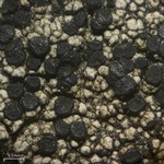 Lecidella carpathica