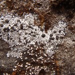 Lecidella carpathica
