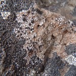 Lecidella carpathica