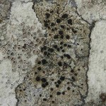 Lecidella elaeochroma