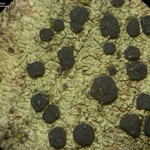 Lecidella elaeochroma