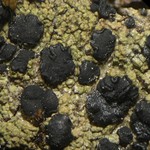 Lecidella elaeochroma