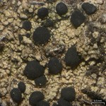 Lecidella elaeochroma