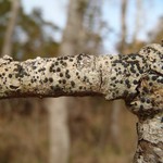Lecidella elaeochroma