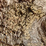 Lecidella elaeochroma