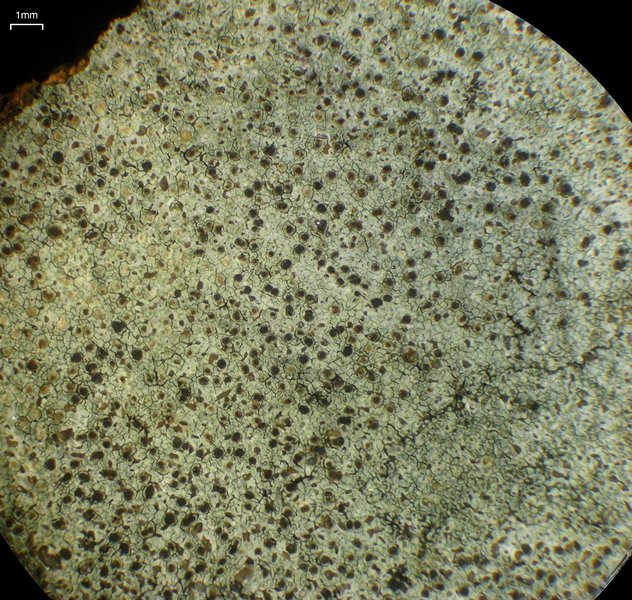 Lecidella enteroleucella